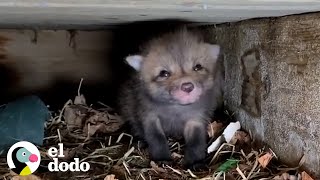 ¡Mira a esta mamá zorro reunirse con su 7 hijos  El Dodo [upl. by Adnole]