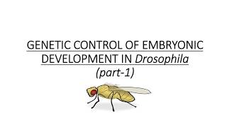 GENETIC CONTROL OF EMBRYONIC DEVELOPMENT IN DROSOPHILA  DEVELOPMENTAL BIOLOGY  PART1 [upl. by Elyk]