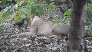 Asiatic Lions  A Roaring Comeback and the Challenges Ahead  Think Wildlife Foundation [upl. by Souvaine]