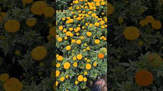 Marry gold plants dekho garden nurserylive gardenplants sharmanursery gardenflowers rose [upl. by Higginbotham]