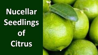 How to produce Nucellar Seedlings of Citrus [upl. by Ymas915]