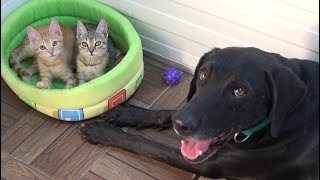 Tiny Kittens Found Abandoned On Road Have A Special Foster Dog Dad  CAT RESCUE [upl. by Polly757]