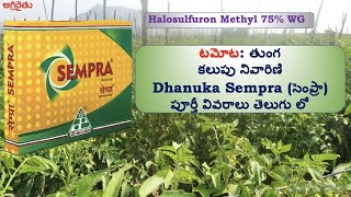 Dhanuka Sempra సెంప్రా in Telugu  తుంగ కలుపు నివారిణి టమాటో పంట [upl. by Watters]