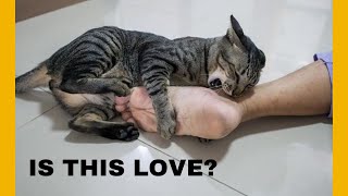 7 Reasons Why Cats Bite and What To Do [upl. by Brunhilda]