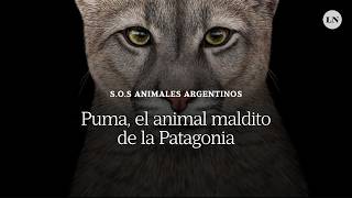 Puma el animal maldito de la Patagonia Ambientalistas y ganaderos se enfrentan por el depredador [upl. by Kannan]