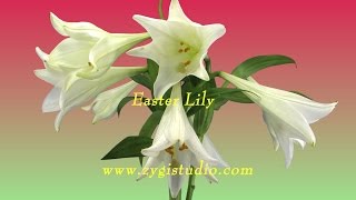 Timelapse of Growing and Rotating Easter Lily [upl. by Lirva]