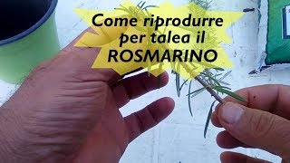 RIPRODURRE PER TALEA IL ROSMARINO [upl. by Ymmik556]