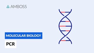 Polymerase Chain Reaction PCR DNA Amplification [upl. by Caughey]