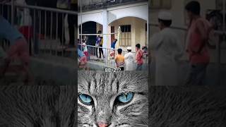 What facts cat vairalshorts duet funny [upl. by Niram]