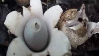 Geastrum saccatum [upl. by Henrieta]