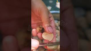 Cut straw mushrooms with a super sharp knife short shortsvideo farming boykingtv [upl. by Naed]