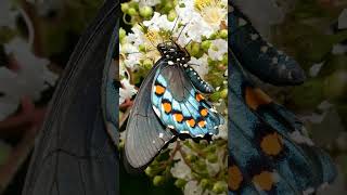 Pipevine Swallowtail Battus philenor ☠️ Batesian amp Mullerian mimicry  Observed in Description [upl. by Earazed]