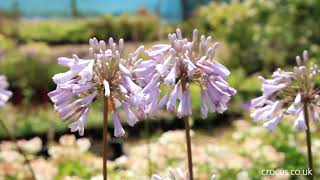 Agapanthus A growing guide [upl. by Nuawaj639]