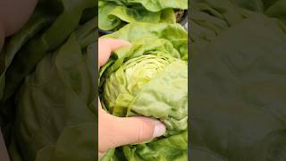 Growing Early Butterhead Lettuce from Seed to Harvest in small containers or pots [upl. by Eelame]