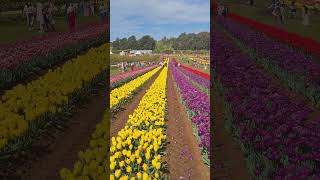 Tesselaar Tulip Festival 2024 flowers melbourne australia [upl. by Olivier]