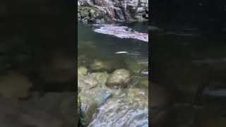 Capilano river fishing coho spring season 2024 [upl. by Ettevahs]