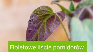 Fioletowe liście pomidorów [upl. by Trilley418]