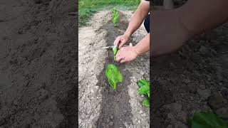 Seedling hole puncher agricultural tools agriculture gardening vegetables farming [upl. by Nilram]