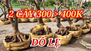 📞 NGUYÊN 0332333910 PHÔI MAI ĐẾ ĐẸP 2 CÂY CHỈ 300400K BAO SỐNG BAO SHIP 30052024  BẾN TRE ƠI [upl. by Sissel]