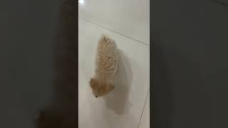 Poodle Dog Owners Pet  2 Years 5 Months Happy from Cheras Selangor [upl. by Aundrea105]