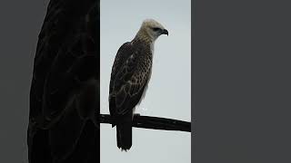 Changeable Hawk Eagle juvenile pale morph [upl. by Areem519]