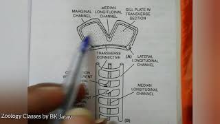 Respiratory system of Prawn [upl. by Marcus116]