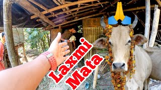 Laxmi Puja Gai Tihar Special  Worshiping Cow  Diwali special vlogs 2 [upl. by Matthaus]