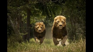 LOS LEONES DEL TSAVODocumental [upl. by Lauter329]