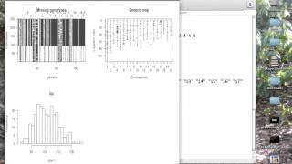 Using Rqtl to analyze QTL data [upl. by Snider]