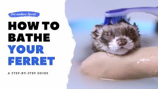 How to BATHE Your Ferret  Ferret Care [upl. by Alletsyrc]