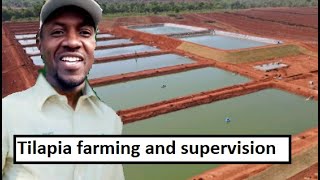 TILAPIA fish farming  I returned from my SIX weeks VACATION to discover this [upl. by Ruthven]