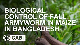 Biological Control of Fall Armyworm in Maize in Bangladesh [upl. by Studley]