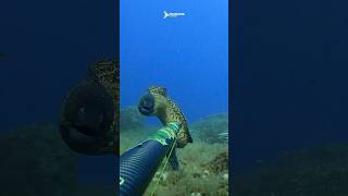 Fighting with big Moray eel 😱 spearfishing fishing fish [upl. by Naima]