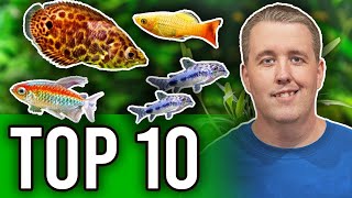 Top 10 Fish That Are Perfect For Planted Aquariums [upl. by Walkling]