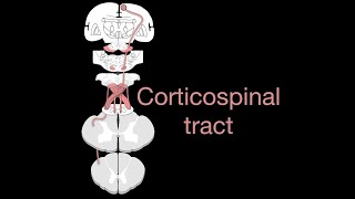 Corticospinal tract [upl. by Ethelinda]