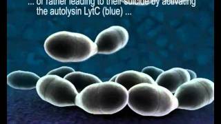 HostPathogen Interactions in Streptococcus pneumoniae [upl. by Maddock]