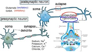 Neuromod Lenire Doesnt Work Susan Shore Device does Heres Why Scientific Explanation tinnitus [upl. by Germayne]