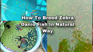 How to Breed Zebra Danio Fish  Breeding Farm Of Glow Danios [upl. by Warram]