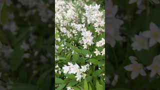 새신부의 새하얀 면사포 닮은 말발도리 신부의 드레스처럼 펼쳐져 있어요 fullbloom deutzia look like bridalveil [upl. by Celestina453]