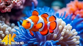 Aquarium 4K VIDEO ULTRA HD 🐠 Beautiful Coral Reef Fish  Relaxing Sleep Meditation Music 10 [upl. by Ahsemit584]