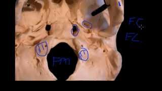 Mandibular nerve [upl. by Emiaj]