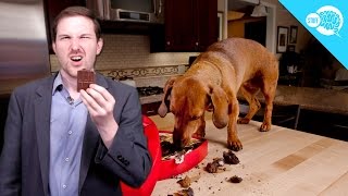 Is Chocolate Poisonous to Dogs [upl. by Bertram]