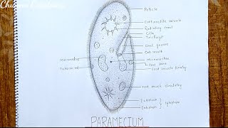 Paramecium drawing How to draw Paramecium step by step Paramecium diagram [upl. by Donatelli]