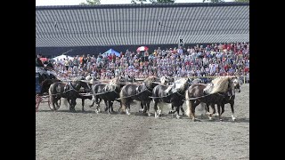 HuL Marbach Hengstparade 2007 [upl. by Hafeetal]