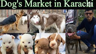 Latest Dogs Market Saddar Karachi Prices 14 Jan 24 babapetsinfo dog dogmarketkarachi [upl. by Darn]