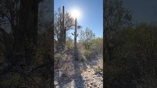 The sun above the majestic desert desert majestic mystical mysterious sonorandesert [upl. by Yanahc340]