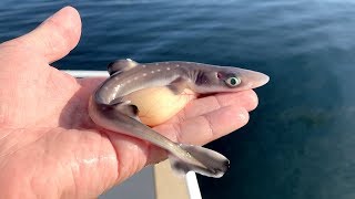 Eating a Venomous Shark EPIC Catch amp Cook Live Bait [upl. by Hatnamas287]