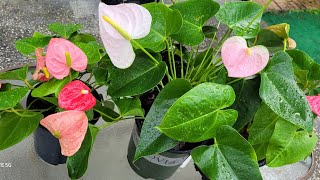 Anturios🪷 enriqueciendo la tierra de mis anturios anthurium [upl. by Inger]