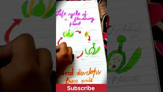 Life Cycle of a flowering plant ☘💐 education shorts [upl. by Cirederf]