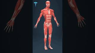 Human body muscles 3D [upl. by Yecam]